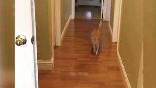 Funny Animal Videos 2023 ???? - Funniest Cats And Dogs Compilation #6