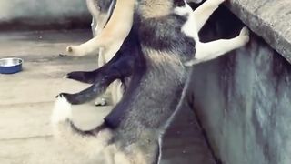 funny animal short compilation - funny cat video .
