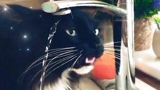 Funny and Cute Cats Short Compilation ????| #shorts