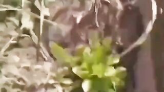 КАК ДА УНИЩОЖИМ ПЛЕВЕЛИТЕ