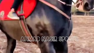#best horsa#dance#best#horses#dance