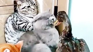 CATS  WORLD
