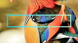 Five most beautiful Birds in the world.