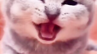 Кошечки