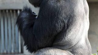 Gorrila @ asmr