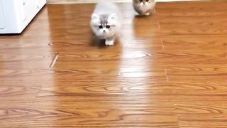 Ну очень интересные кошечки