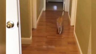 Animal funny videos 2023???? - funniest cats video ????????