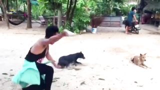 Troll Prank Dog Funny & fake Lion and Fake Tiger Prank To dog & Huge Box Prank to dog 2