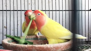 Lutino Love birds|Birds