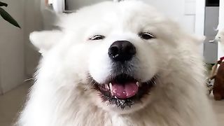 Funny Dog Reaction So funnt