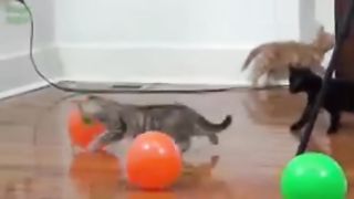 Funny video dog and cat 2
