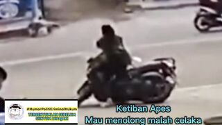 APES MAU MENOLONG MALAH CELAKA