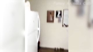 Animaux les plus drôles 2023 ???? Vidéos drôles de chats et de chiens ???????? Animaux drôles 2023 2