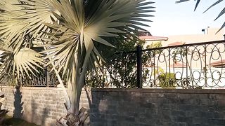 Bismarckia palm