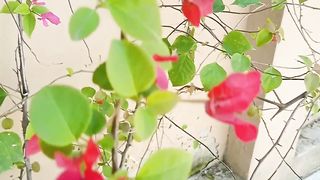 Bougainvillea bush flowers