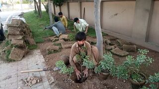 Landscaping ideas
