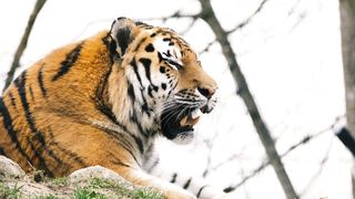 A Tiger Animal Video  4K & HD ...