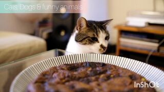 Awww cat ???? is so funny ???????????? it's amazing fun ????????