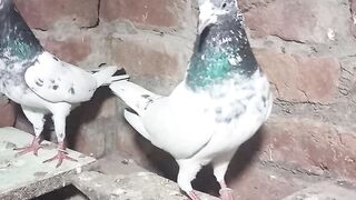 Pigeons 2