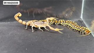 Bicho vs kan khajura # best fight 2023