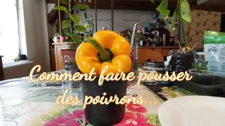 faire pousser du poivron