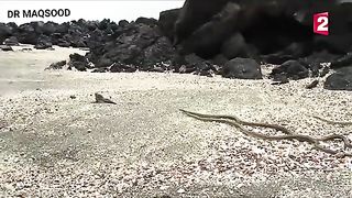 Snake vs dargon fight # new amazing video 2023