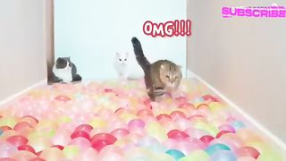 What can't Cats  walk on?