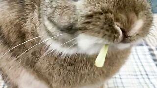 Cute Netherland Dwarf Bunny