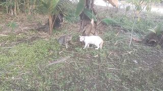 sepasang kucing berkelahi
