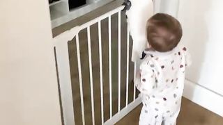 That time Marni the cockatoo escapes from baby brother Rémi