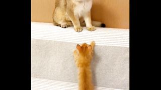 Cute kitten fight