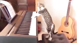 Very funny cat videos, cant stop laughing????