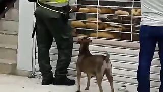 Hungry Dog Begging For Food (Very Sad)