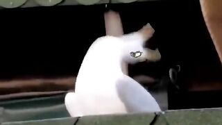 Adorably entertaining cute animal world dancer