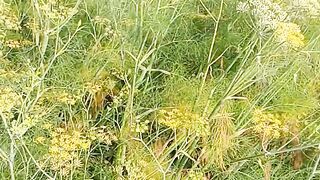 Fenel seed/sonf
