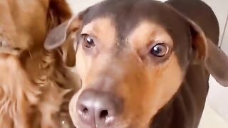 Cute animals video