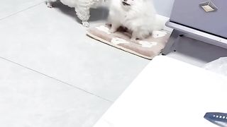 Funny Animal Videos 2