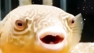 Funny video 322