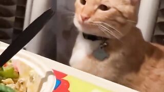 Crazy cat's ????????