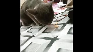 Cute VIP cat  is drinking Biscuits and Milk.