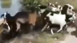 BAHASA KAMBING