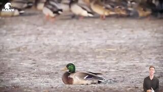 30 Moments When The Falcon Attacks And Devours Everything That Moves