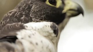 PEREGRINE FALCON - Bird Slayer and Dive master! The Fastest Animal on the Planet