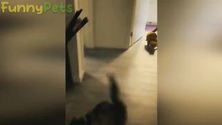 Funny video| Animal Funny video|