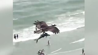 The Most Amazing Eagle Attacks Ever Caught on Camera 2