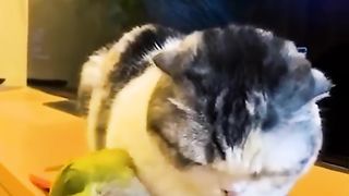 Funny cats ???????? 2