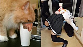 VIDEOS RANDOM V16 | MEMES COMPILATION