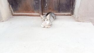 Good smart looking domestic cat