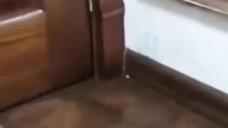 So funny cats compilation 2023 __ so funny cat videos