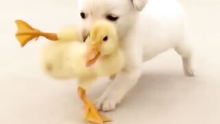 Funny ???? dogs